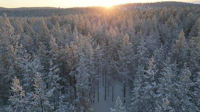 snow covered pine forest aerial view drone at sunrise finland,winter landscape,wood of snowy coniferous trees seen from above bird's eye view sun rising at the horizon