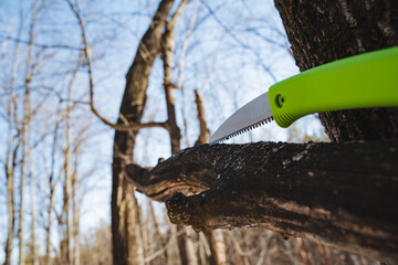 A Vibrant Green Folding Knife is gracefully resting on a Tree Branch within a Serene Woodland Setting surrounded by the beauty of nature and the tranquility of the forest