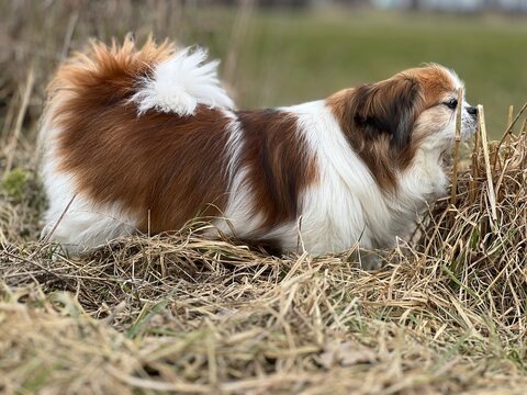 Kleiner Hund beim Schnüffeln am Feldrand bei einem Spaziergang mitten in der Natur