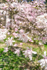 Pink magnolia Stellata blossom in the Park spring 