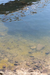 Fishes in the water at Lake Nasser near Philae Temple, Egypt