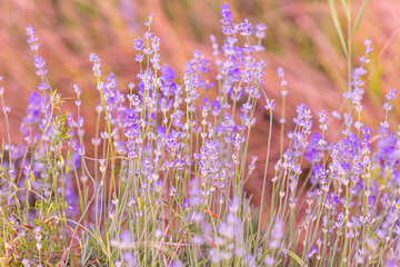 Lavender flowers close-up on blurred background