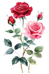 Naklejka premium Watercolor Painting Depicting Several Red and Pink Roses