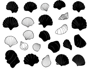Isolated White Seashell Silhouettes On A Black Isolated Background Illustration