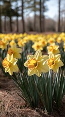 Obraz premium Spring Daffodils in a Field