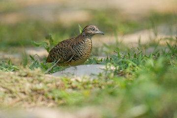 Blue-breasted Quail (Synoicus chinensis ) bird watching in the forest.