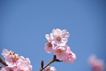 河津桜
