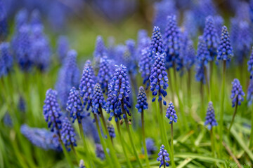 Obraz premium Beautiful blue field flowers grew in a green meadow. 
