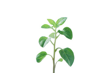 Fototapeta premium Fresh green herb sprout