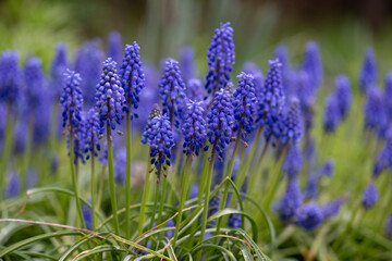 Beautiful blue field flowers grew in a green meadow.
