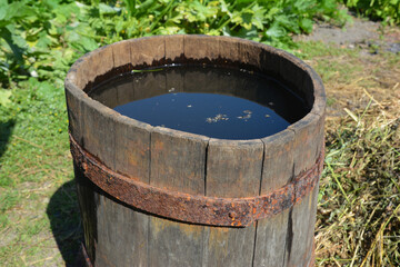 An old oak barrel with a metal hoop filled with rain water outdoors.