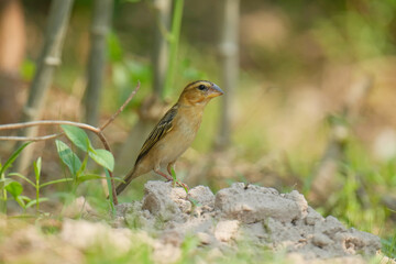 baya weaver (Ploceus philippinus) bird watching in the forest.