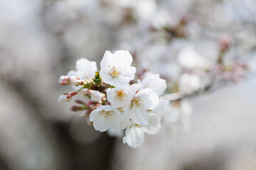 太陽の光を浴びて美しく咲いている満開の桜の花
