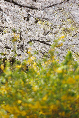 太陽の光を浴びて美しく咲いている満開の桜の花