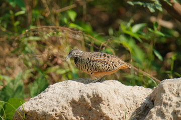 Blue-breasted Quail (Synoicus chinensis ) bird watching in the forest.