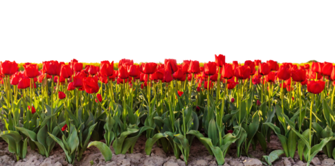 Field of vibrant red tulips in full bloom. Cut out on white