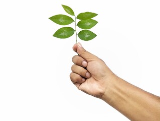 Man hand holding green leaf isolated on white background  enviroment concept 
