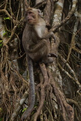 big monkey while playing and eating in national forest