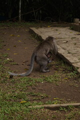 big monkey while playing and eating in national forest