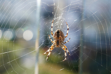 Diadem spider on its web, Araneus diadematus.  Close-up of a spider on a web in sunlight