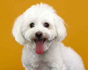 Bichon Frise Portrait