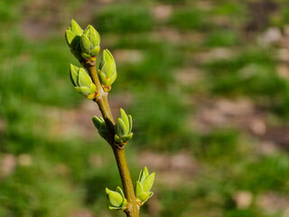 Emerging buds on a twig in spring