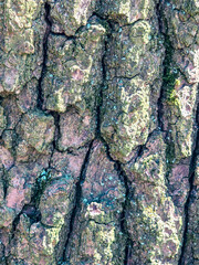 Detailed closeup of tree bark texture