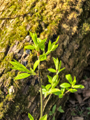 Young leaves sprouting in the spring sunlight