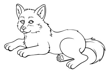 Obraz premium niedlicher Welpe Wolswelpe 