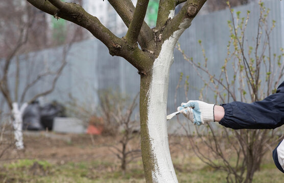 Spring gardening. Whitewashing of fruit trees from insects and diseases. A tree trunk and a gardener's hand with a brush and whitewash, coloring an apple tree.