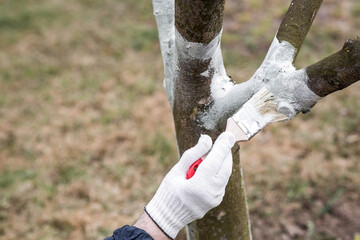 Spring gardening. Whitewashing of fruit trees from insects and diseases. A tree trunk and a gardener's hand with a brush and whitewash, coloring an apple tree.
