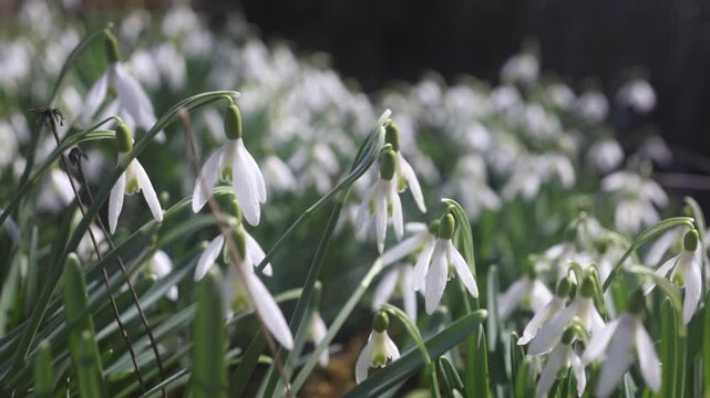 Carpet of delicate snowdrop blossoms and vibrant green leaves heralding the arrival of spring, painting a serene and enchanting scene.