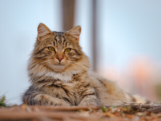 Street cats of Turkey roam freely, lounging, playing, and exploring the vibrant streets, creating...
