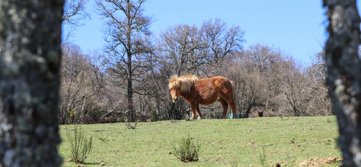 poney