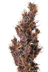 Dried Cannabis Cola on White Cola