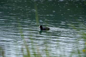duck on the water