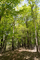 爽やかな新緑の森を歩く