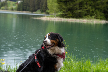 dog in the water