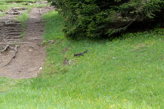 old stone steps squirl