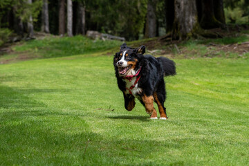 dog running in the park