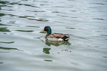 Duck in lake Swiss