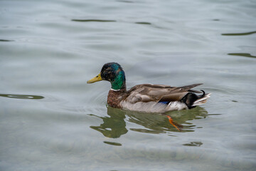 Duck in lake Swiss