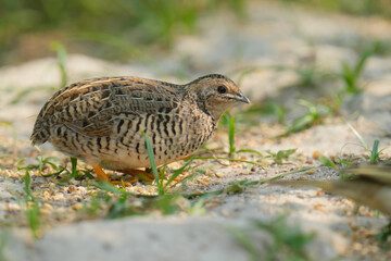 Blue-breasted Quail (Synoicus chinensis ) bird watching in the forest.