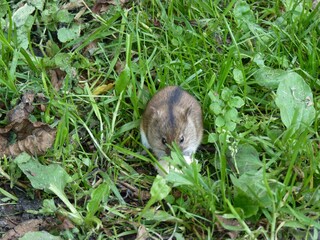 A small, striped field mouse nibbles on food amidst green grass and foliage.
