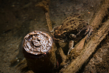 TOAD - Amphibians in early spring in a forest stream