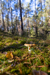 A mushroom eats a slug ,an edible mushroom in the autumn season in the forest