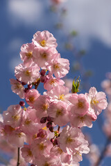  Pink Cherry Blossoms Against Blue Sky.Sakura blossom