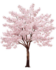 Beautiful full bloom pink cherry blossom tree isolated transparent background