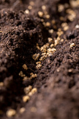 land mixed with peat in which red beet seeds are planted