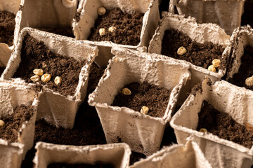 planting dried pea grains in fertile soil in pots